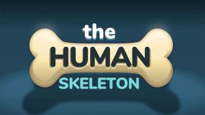 The human skeleton
